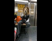 Collab Subway Creatures - Man in Lion Head and Suit Sits on Subway Ride 