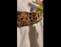 Lint roller used on fur of cat