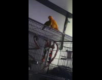 Submitter films two birds meet first time