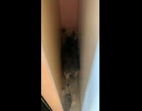 Dog stuck barking in corner