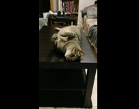 Pet cat lie down on the table licks and cleans itself