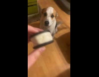 Dog wags tail stares at stuffed oreos
