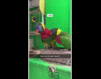 Parrot bird nodding head next to another parrot
