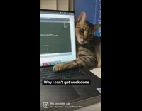 Cat refuse to move leg from laptop