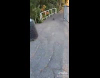 Collab ClipsIG - Girl watches car almost run over squirrel 