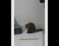 Compilation cat drinks water from mug cup 