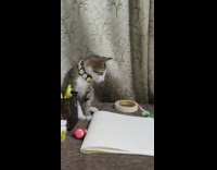 Kitten black collar white flowers art supplies 