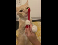 Cat licking red toothbrush held by owners hand