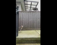 Cat jumps on fence fights other cat 