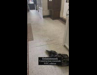 construction essentials nyc edition