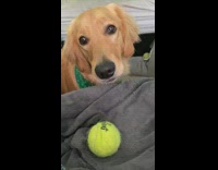 Green bandana brown dog retriever tennis ball