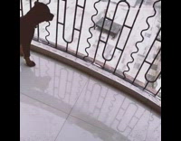 Black brown puppy dog balcony rain rooftop 