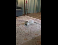 White cat play and chases own tail