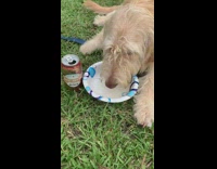 Brown dog drinks dog beer bowl grass 
