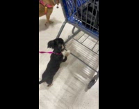 Chiweenie Pup Pushes Cart Along with Lady