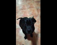 Dog whine and growl at the filmer