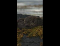 Adorable fluffy otters cuddle while they sleep 