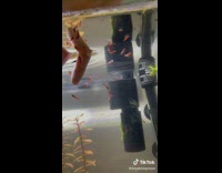 Tiny shrimps clings to hand on the aquarium