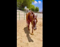 Carrots shake for horse 