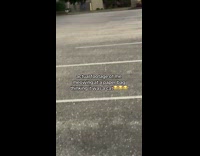 Meowing at paper bag cat