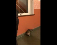 Cat slide down the stairs side railings