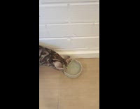 Collab Pubity - Kitten re-positions water bowl when hooman moves it