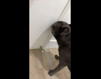 Collab Clips mpugc - Black dog trying to leave bathroom