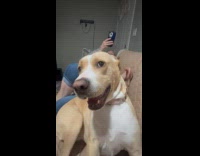 Dog gets mad at owner while playing