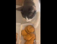 Grey white cat touches chicken nugget girl 