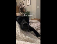 Woman introduces herself to dog