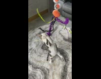 Cat jumps catches orange purple stick toy 
