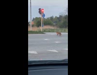Fox Crosses Street with No Traffic 