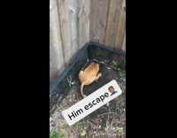 Dog try to dig escape hole backyard 
