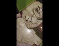 Dog wearing crown lays facedown in bed 