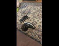 Small Brown Kitten Hides in Croc Shoe 