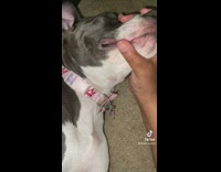 Owner holds dogs mouth so it takes medicine 