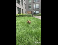 Small wiener dog runs in grass