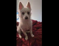 White dog on red blanket lifts paw