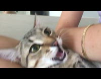 Kitten on lap attacks camera phone bracelet 