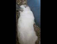 Collab Pets_For_All - Rabbit Wakes Up as Lady Pets it