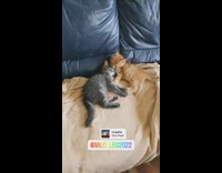 Orange kitten grooms other kitten on couch