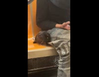 Man sitting on subway with pet pigeon beside him