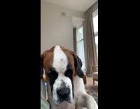 Large dog asks guy for more pets