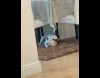 White dog sleeping on brown rug