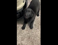 Black dog poops on owners carpet floor 