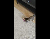 Grey kitten plays with cat toy 