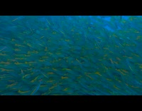 School of fish swim around the diver