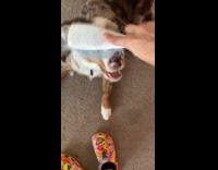 Woman take and use brush on dog