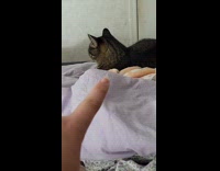 Mad cat ignoring hooman 