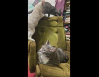 Grey cats climb on green chair backrest